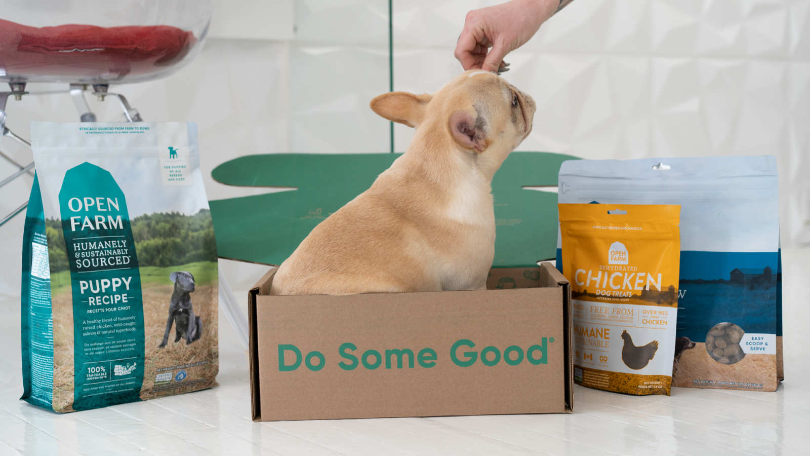 New Puppy Training Tips and Tricks Open Farm