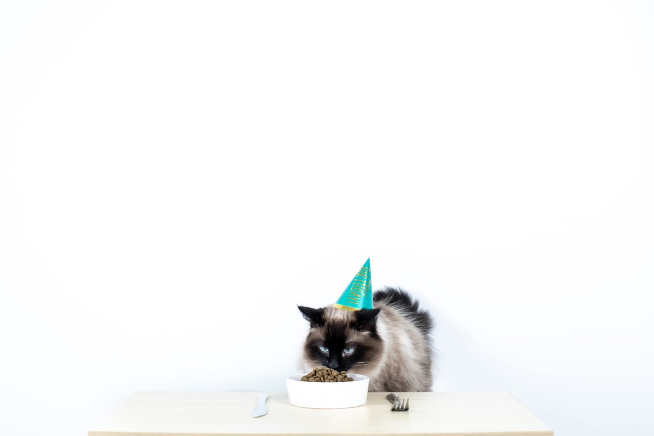 Cat wearing birthday hat eating food out of bowl