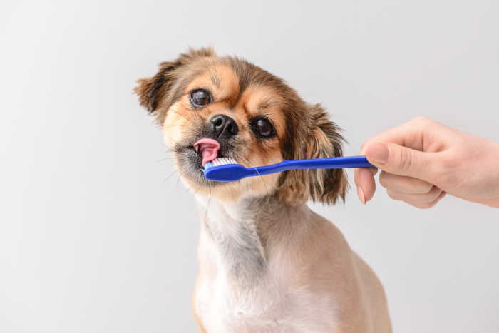 Cute Dog with Toothbrush - blog header