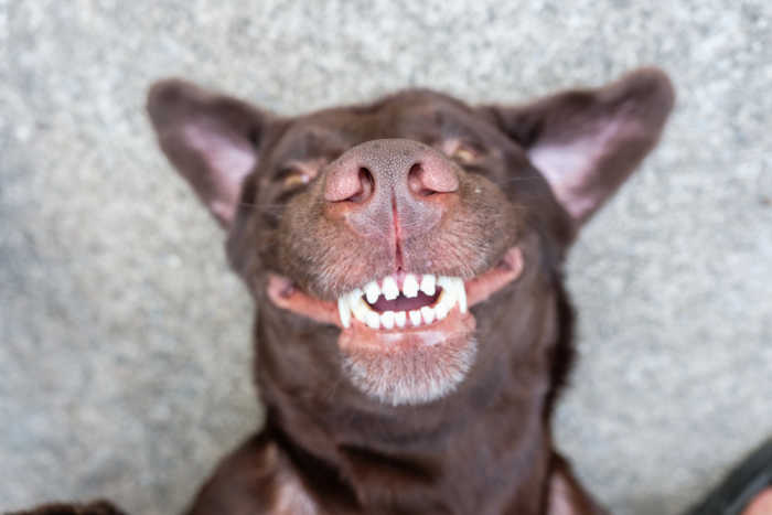 Dog Dental Care Tips: How to Clean Dogs Teeth | Preview Image