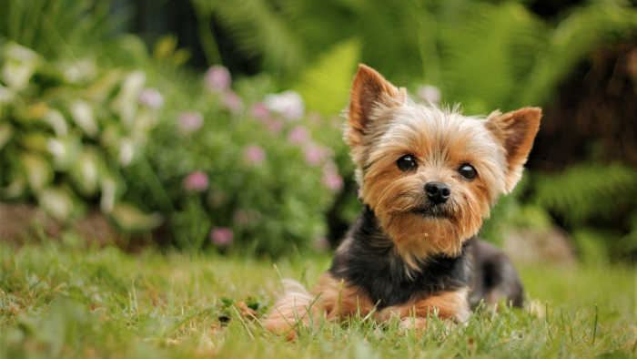 Best Dog Food for Yorkies | Preview Image