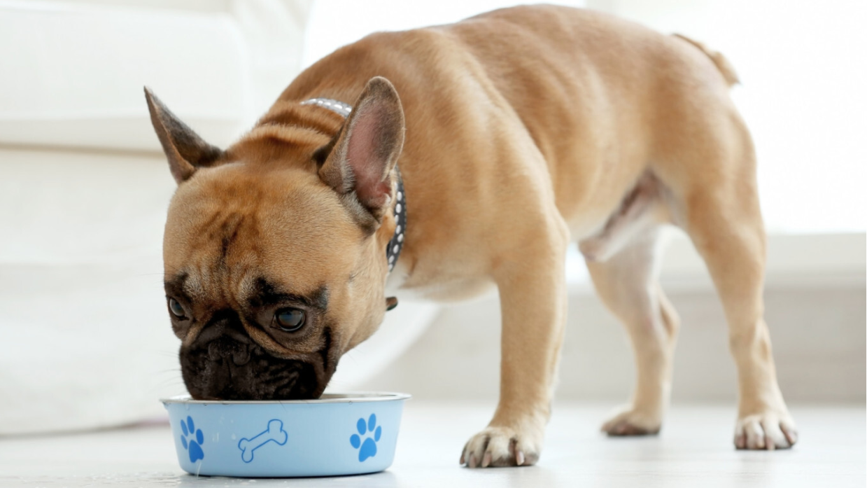 Best Dog food for French Bulldogs with Allergies