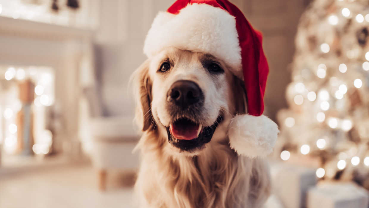 Holiday Treats to Spoil Your Dog