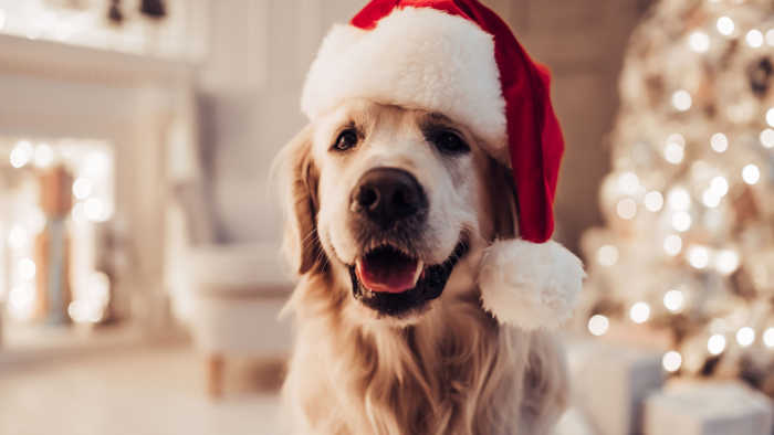 Dog with Santa Hat On