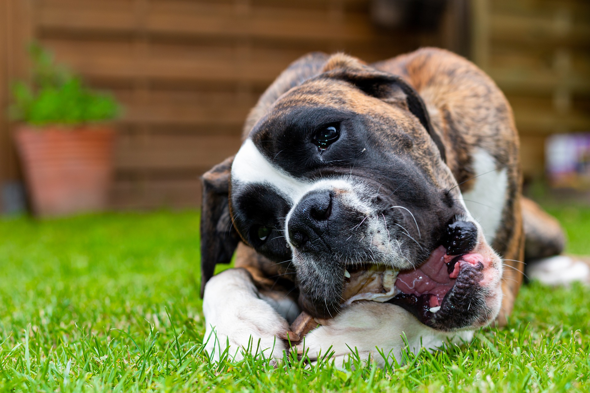 G dog. Какие собаки добрые. Животные боксеры. Aggressive Boxer Dog. ПИКСОБАЙ.