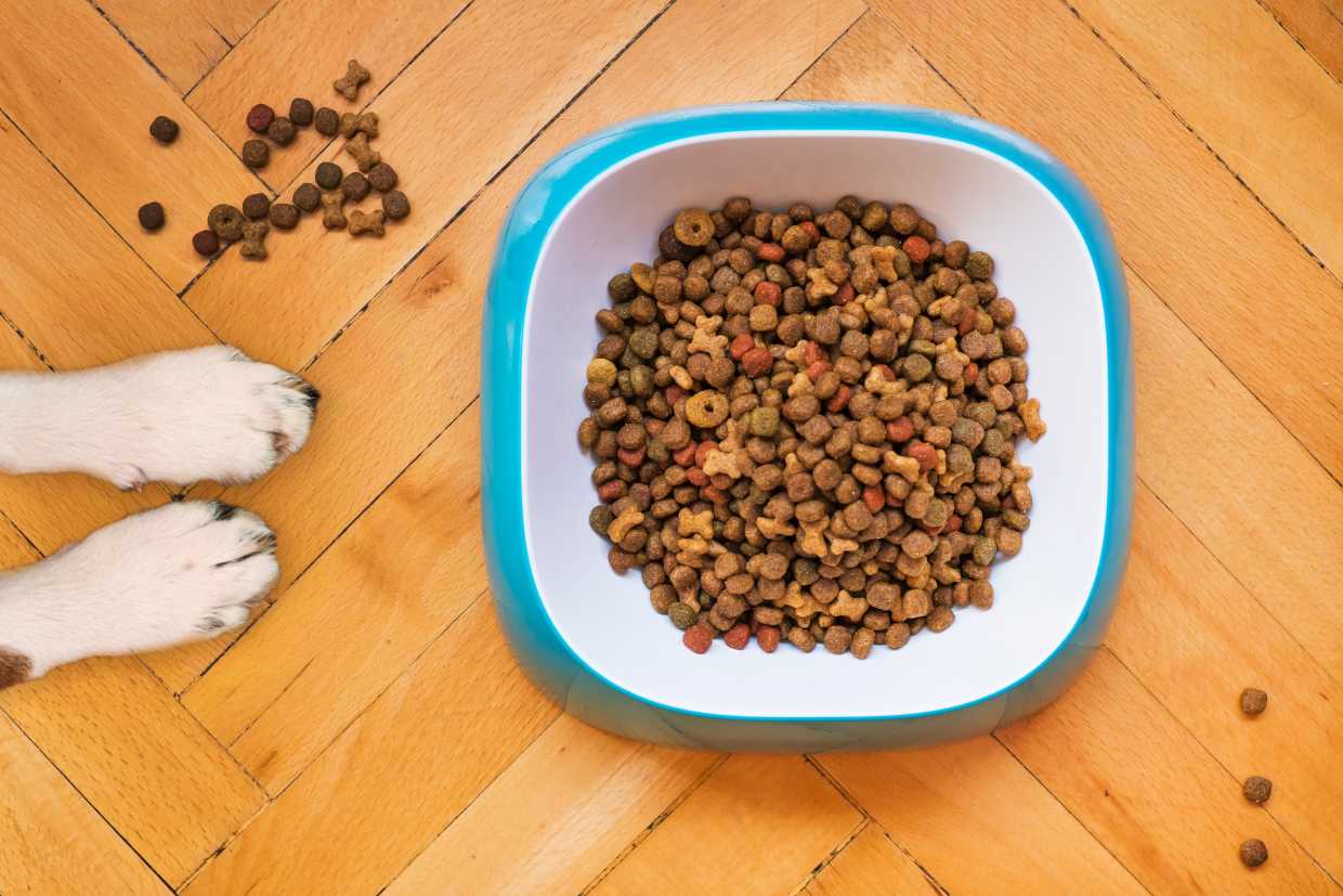 Choosing the Right Food for Your Dog