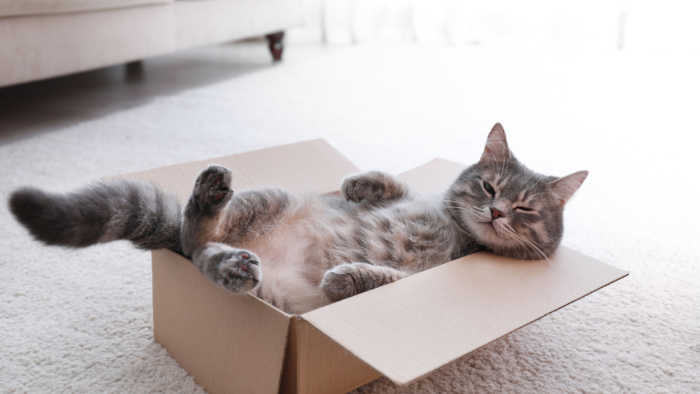 overweight Indoor Cat sitting in box