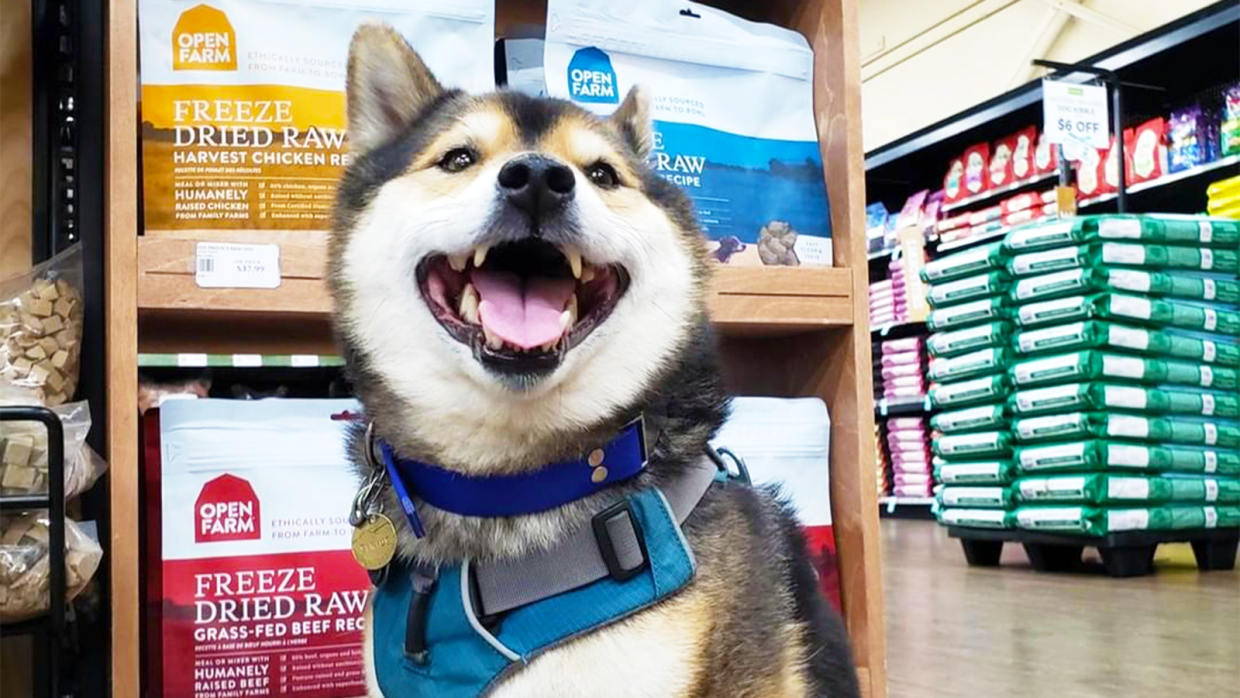 Why You Should Support Local Pet Stores
