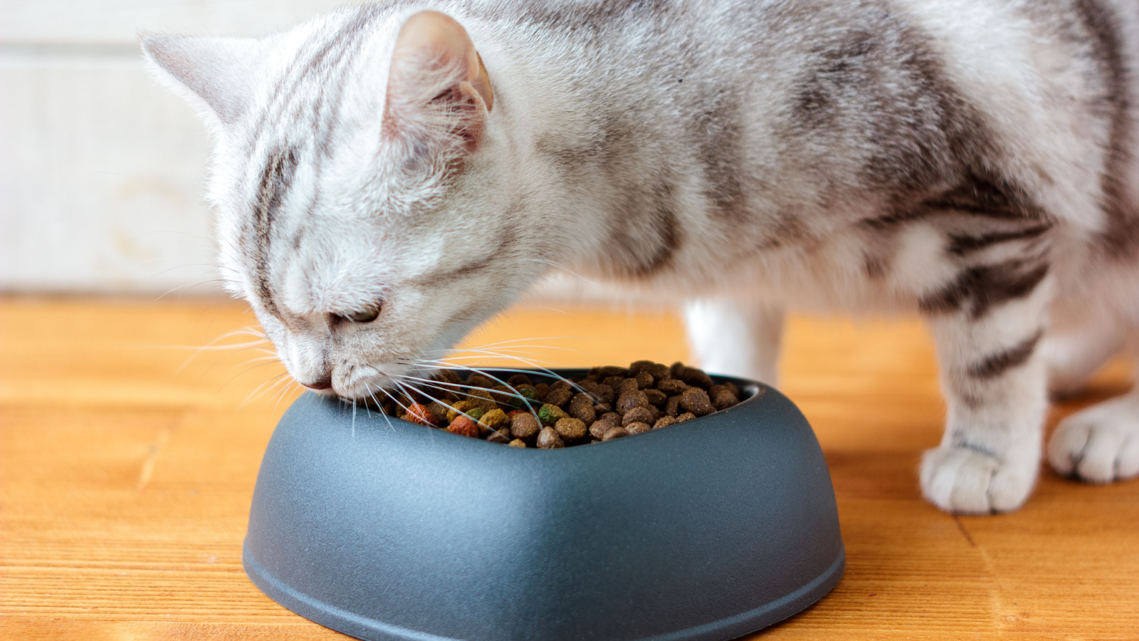 What is the Best Cat Food for a Sensitive Stomach? Open Farm