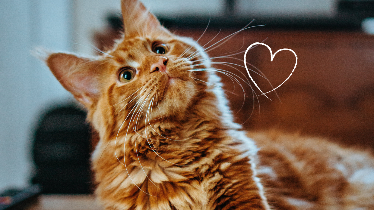 How to Understand Your Cat’s Body & Love Language