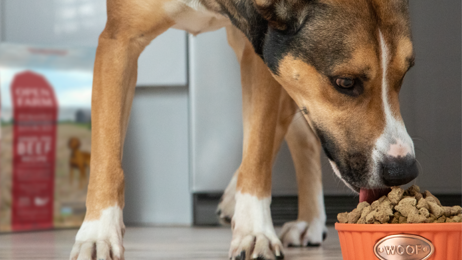 dog grass feeder