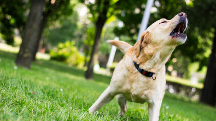 Labrador dog barking at city park