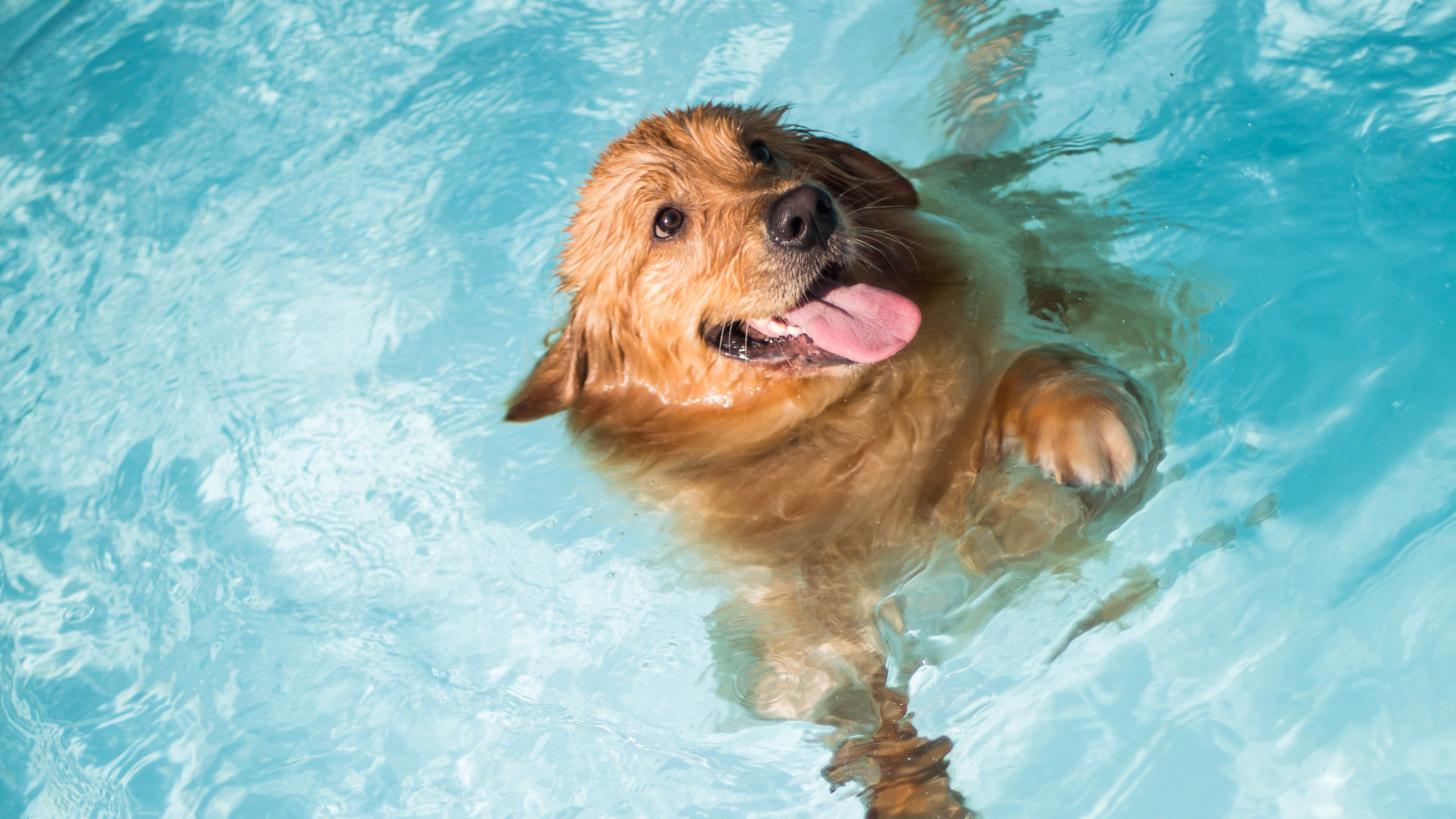 How to Teach a Dog to Swim Open Farm
