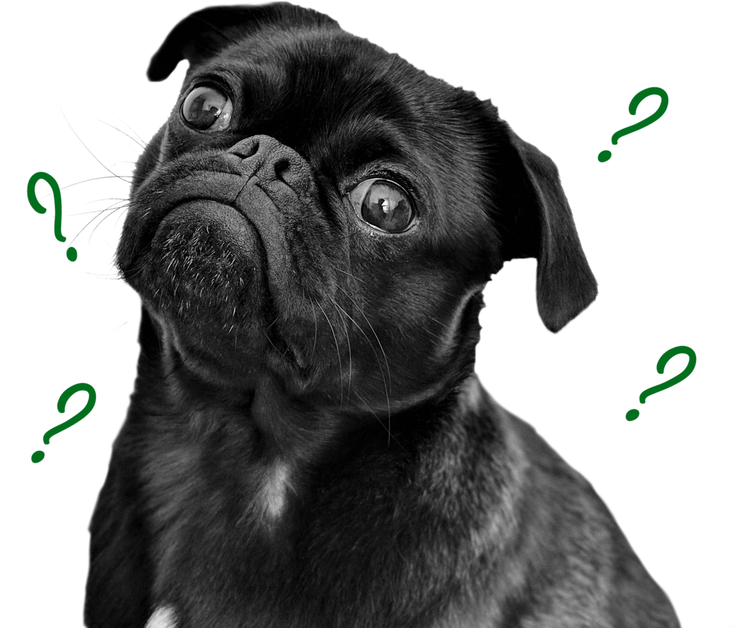 Gently Cooked Dog Food Slow Cooked Dog Food gently-cooked-dog-food-slow-cooked-dog-food