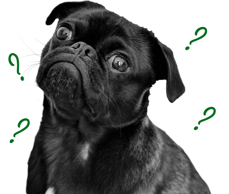 A silly black pug with question marks