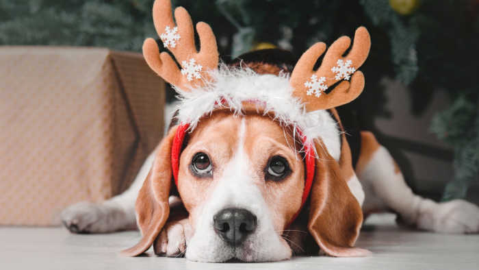 Dog with Christmas Cheer