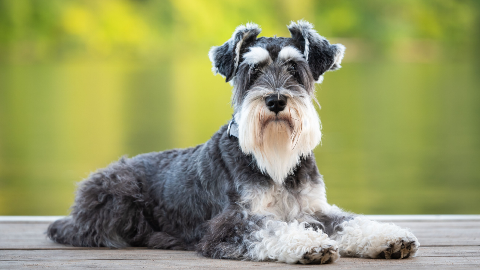 How to train a miniature schnauzer not to hot sale bark