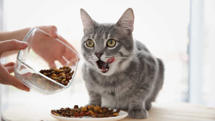 Constipated Cat eating food