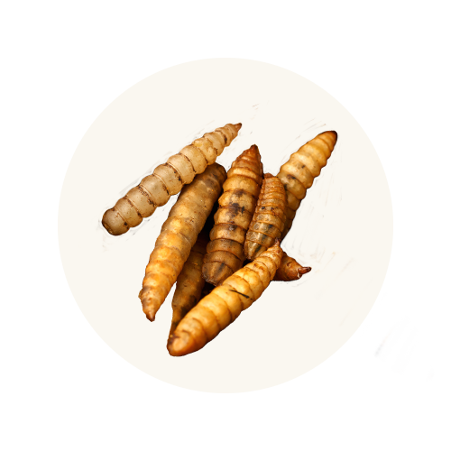 Dried Black Soldier Fly Larvae