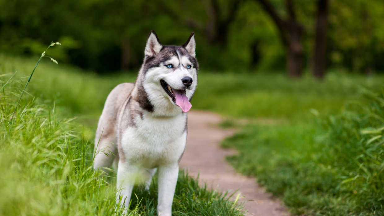 What is the Best Dog Food for Huskies
