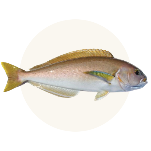 Ocean Wise® Recommended Whitefish