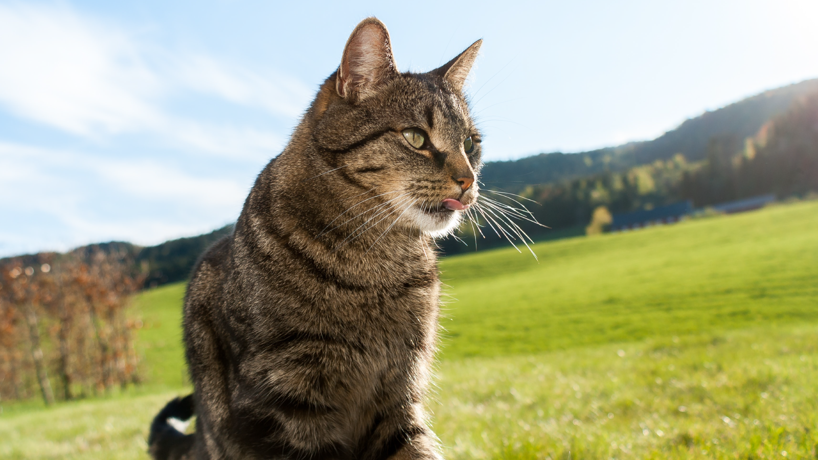 The Best EcoFriendly Cat Products Open Farm