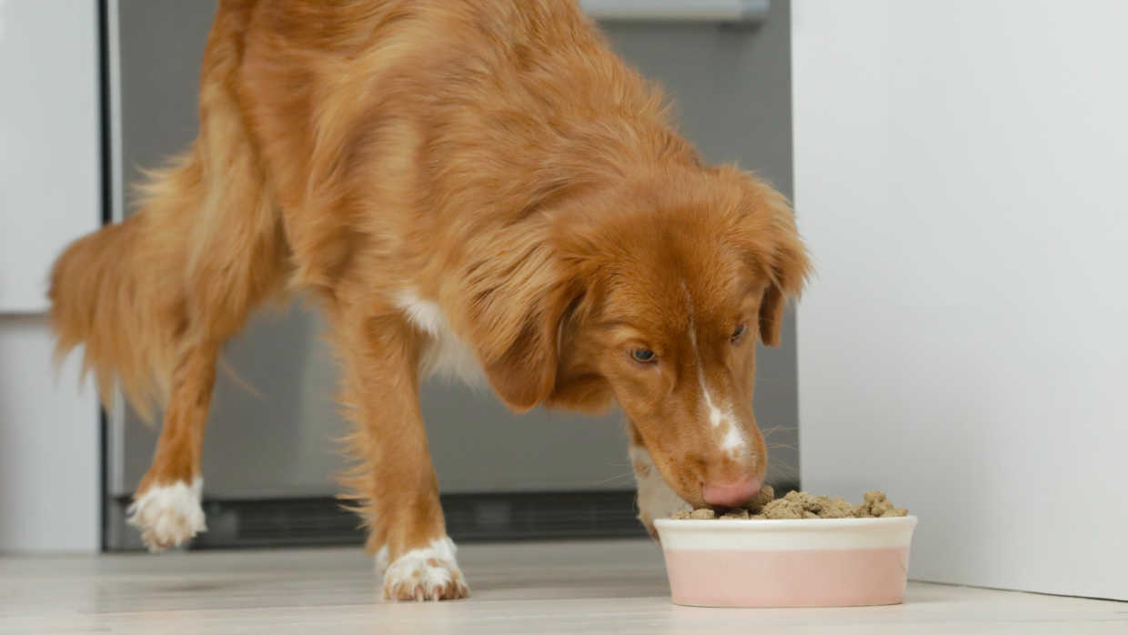 National Raw Feeding Week: Benefits of A Raw Diet for Dogs