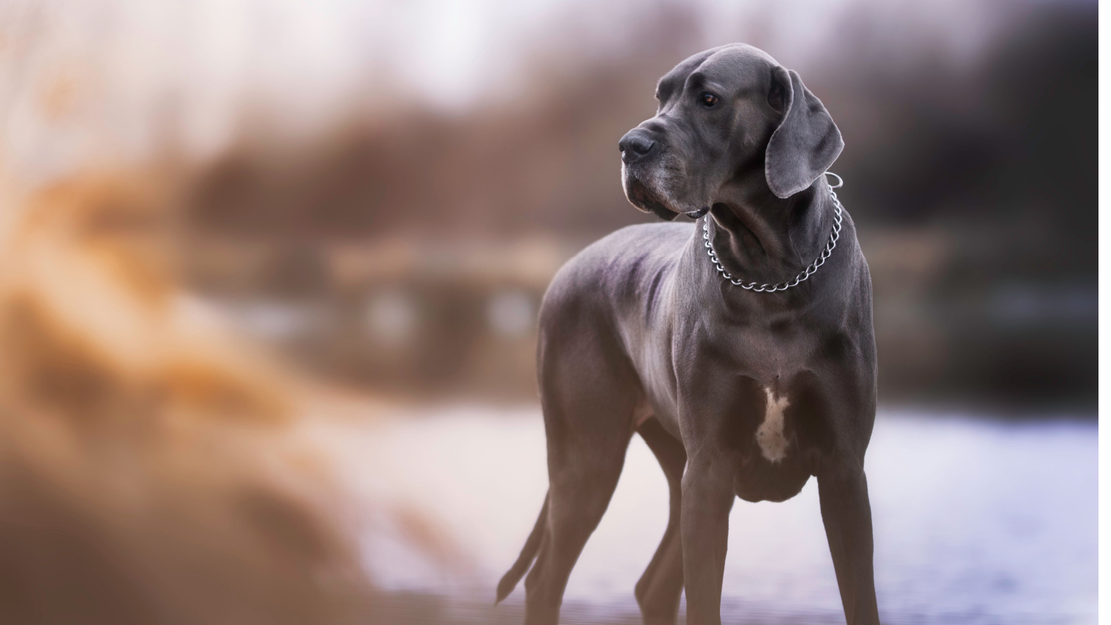 Best Dog Food for Great Danes Open Farm