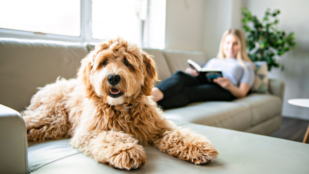 What is the Best Dog Food for Goldendoodles?