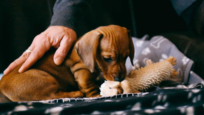 Small Dog playing with toy