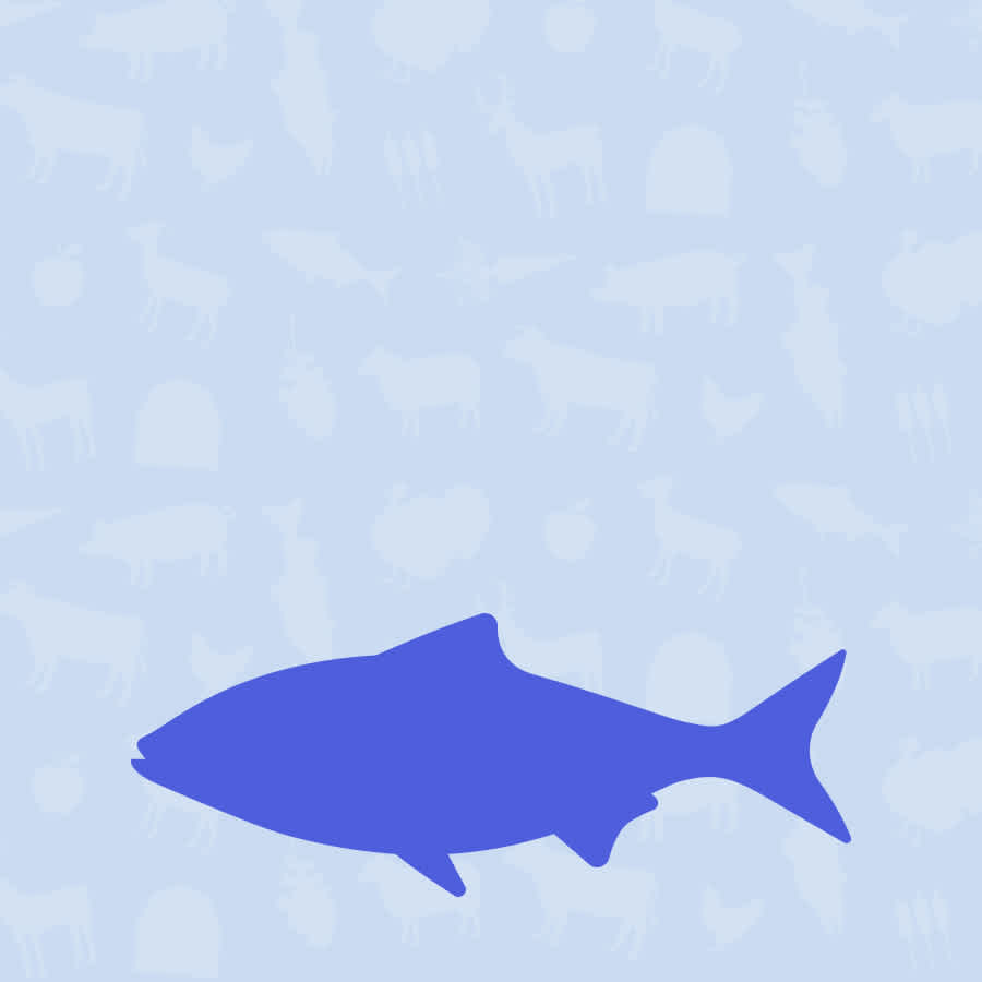 Fish Dog Food | Mobile Collection Banner