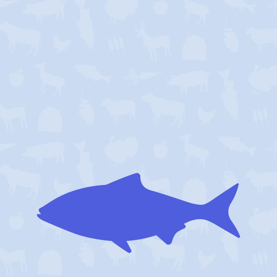 Fish Cat Food | Mobile Collection Banner