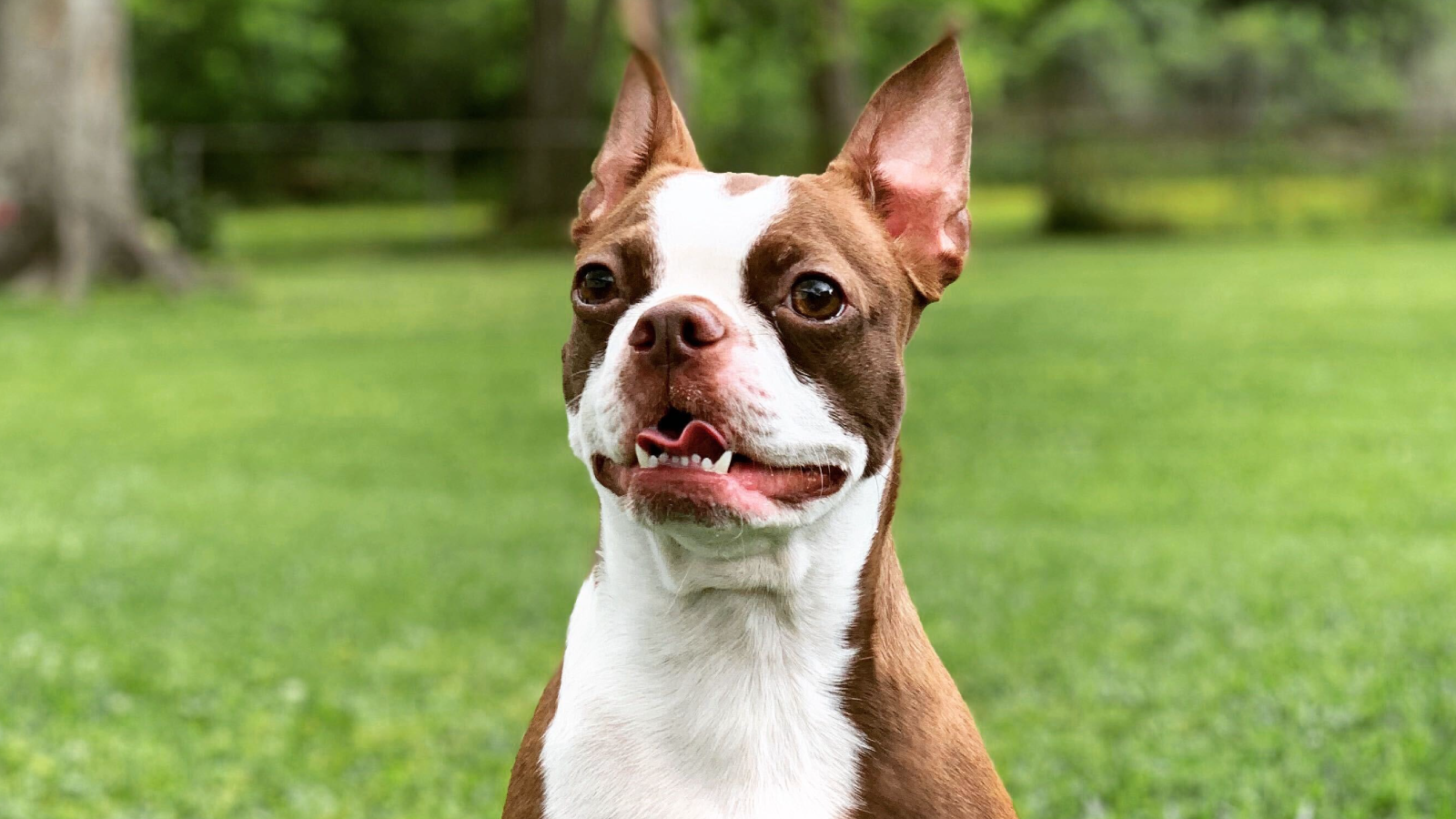 Guide to Sustainable Dog Products & Brands Open Farm