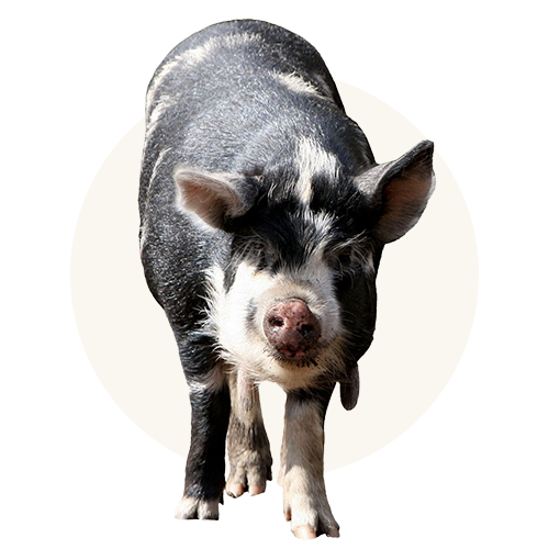 Porc certifié 100 % bien-être animal
