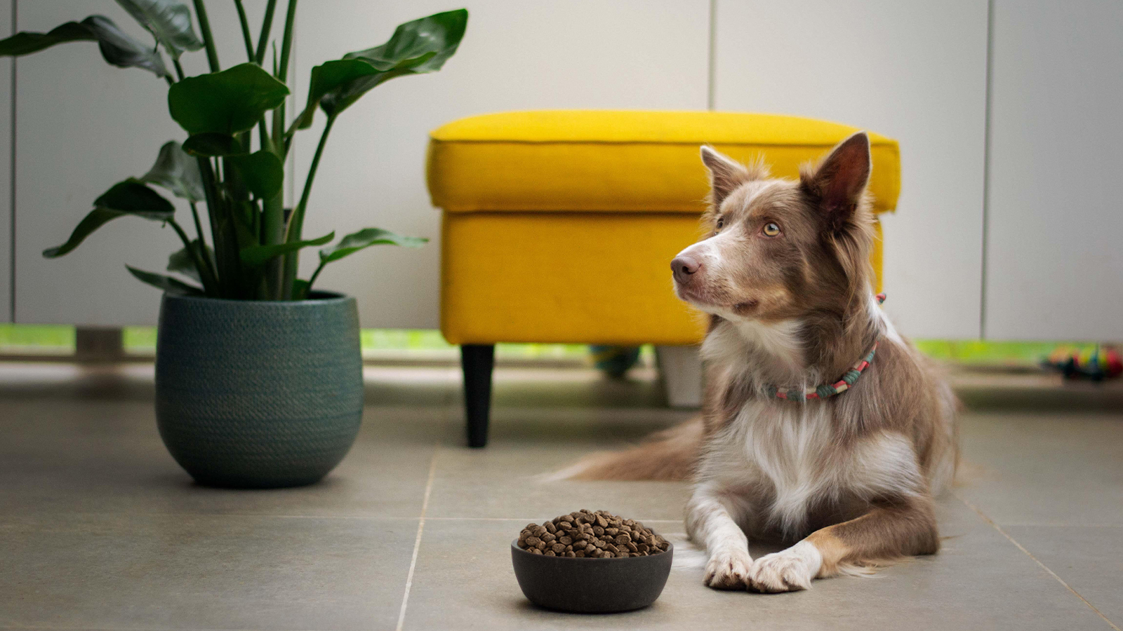 Dog food store shipped to house