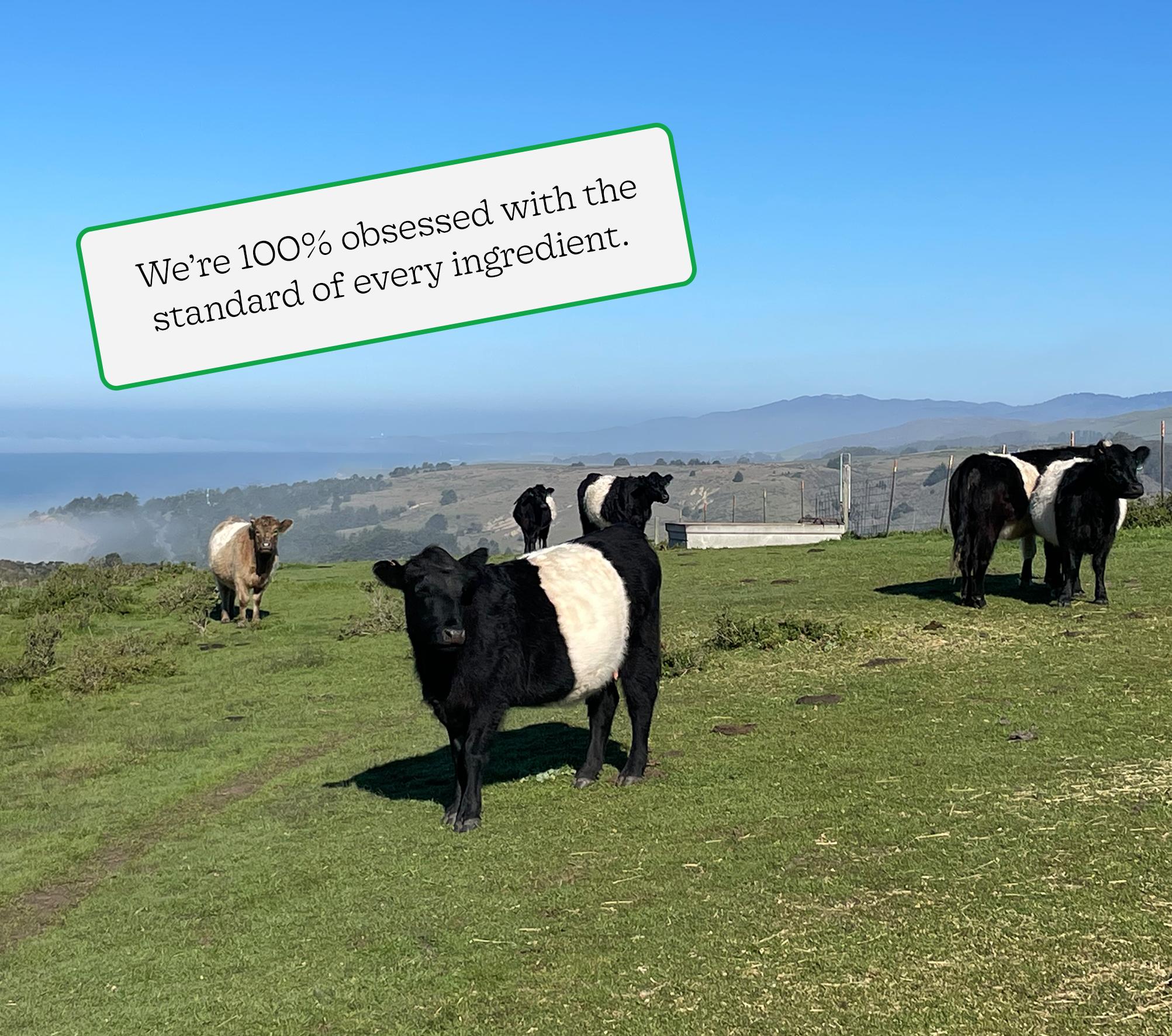 Cows roaming freely in a field with the caption "We're 100% obsessed with the standard of every ingredient"