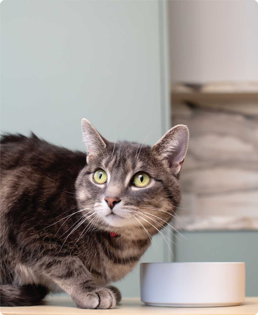 Formulated to help pets thrive