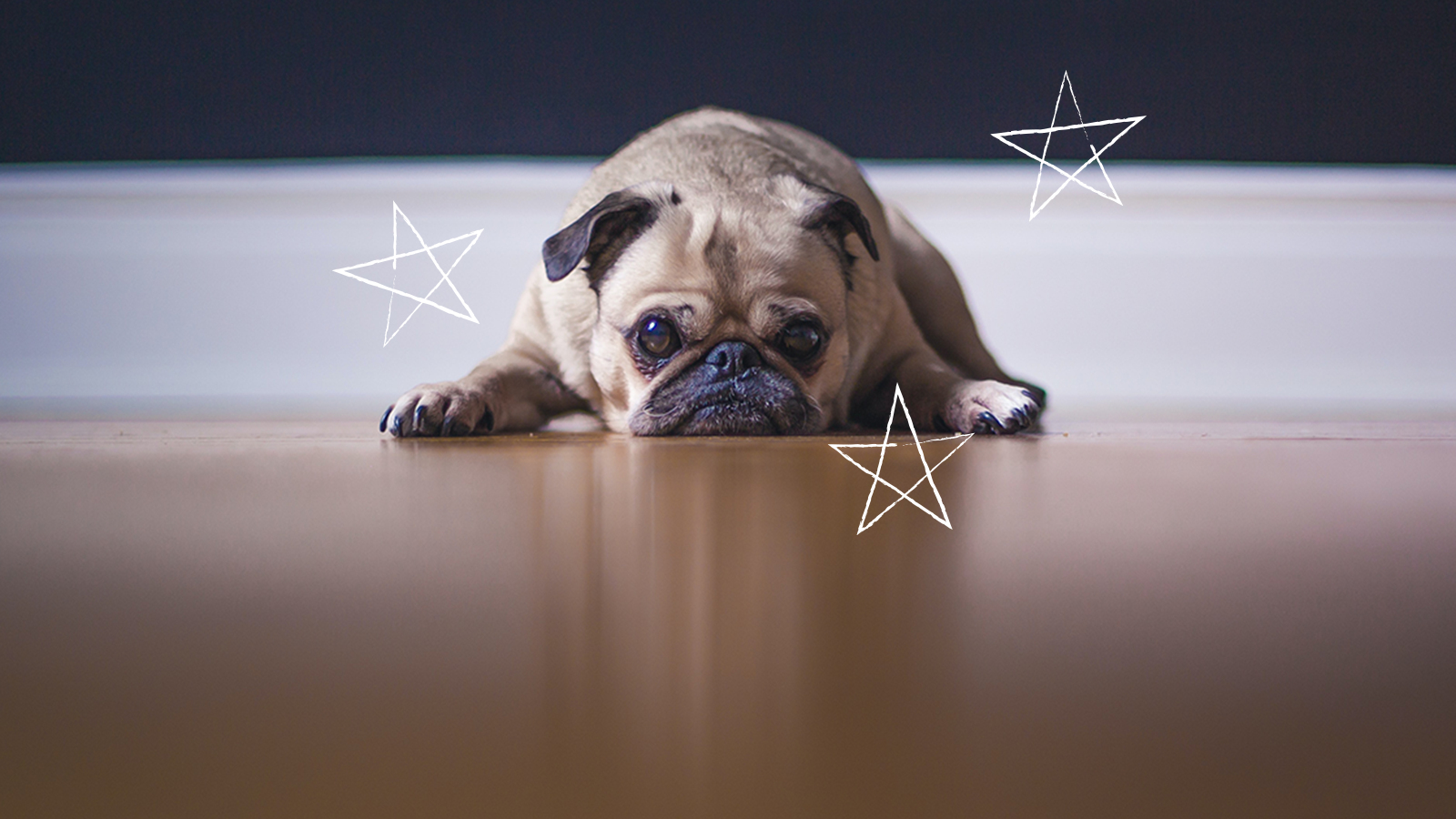 How to Calm Down a Scared Dog During Fireworks Open Farm