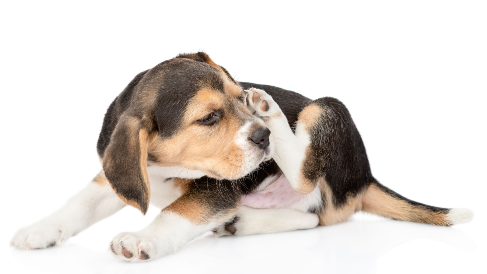 Good dog food clearance for itchy skin