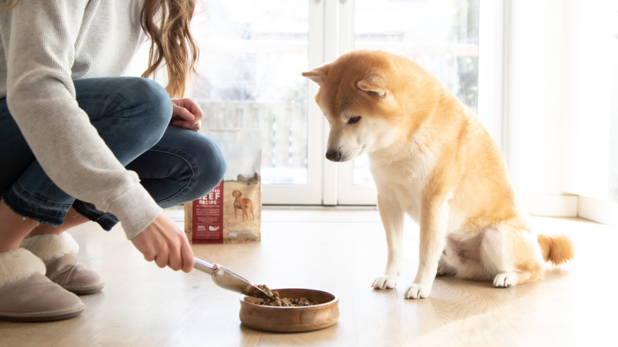 The Best Food for Dogs With Chicken Allergies