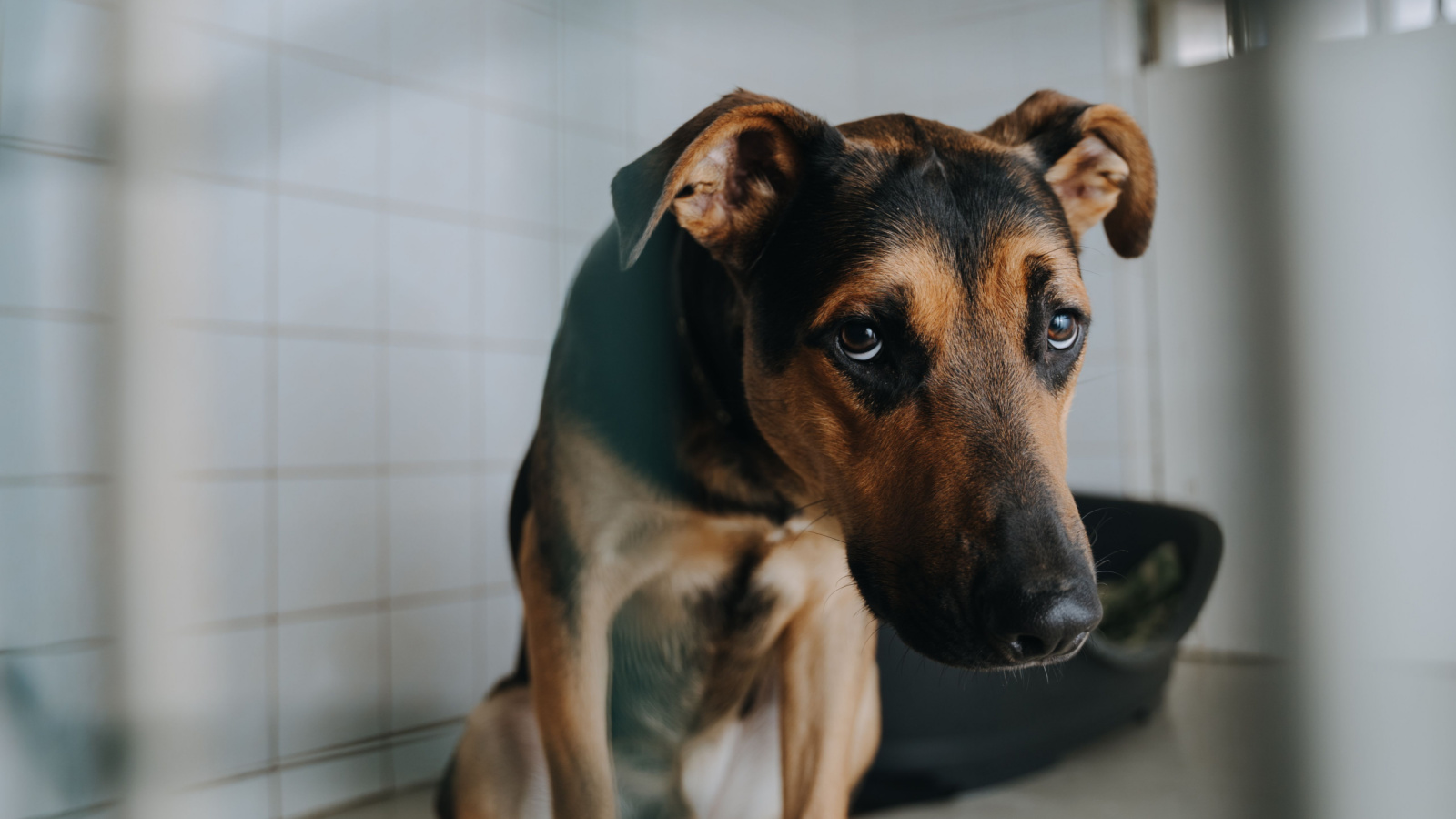 Dog has sensitive outlet stomach