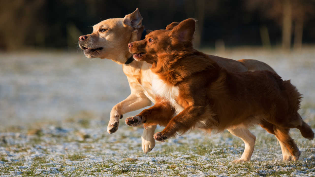 Canine Fitness Month: How to Keep Dogs Active & Healthy