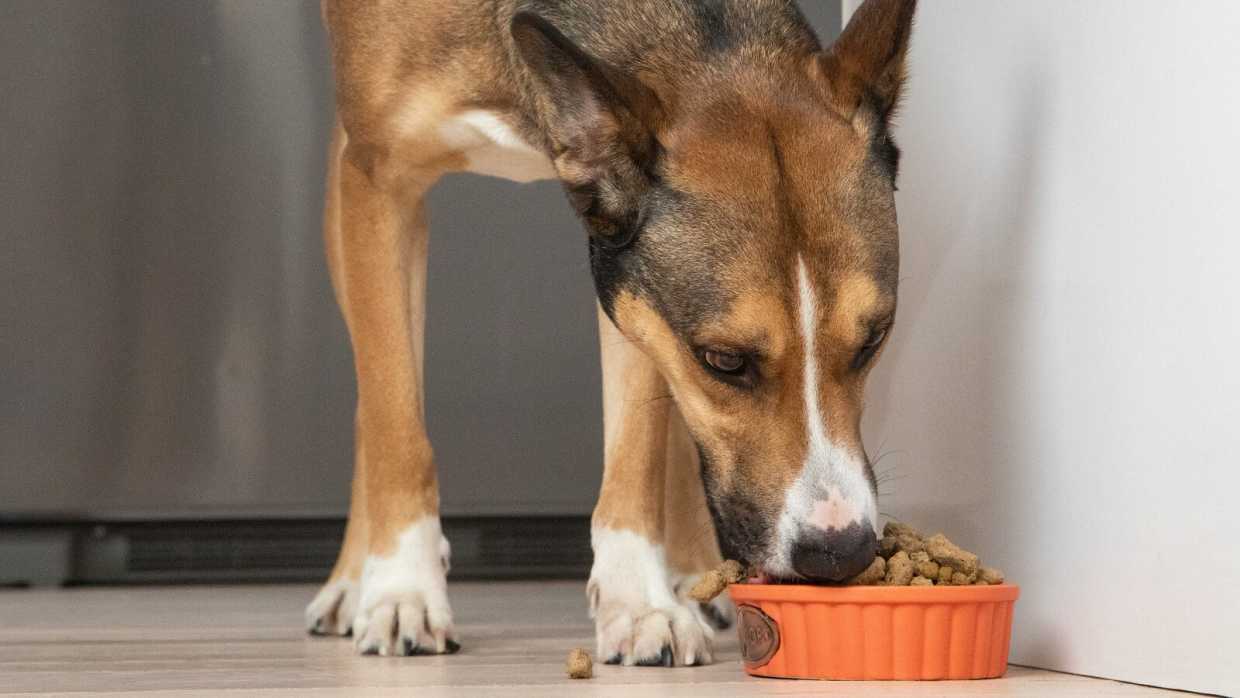 4 Benefits of Rotational Feeding For Your Dog