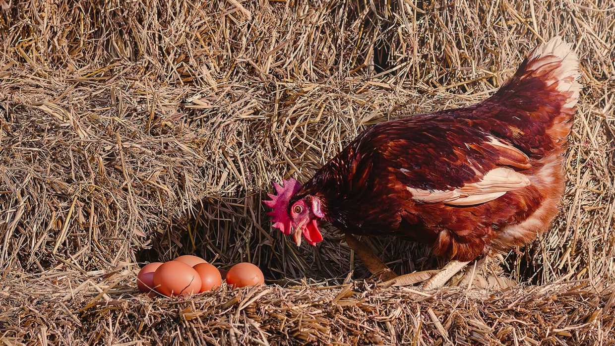 Why You Probably Haven't Heard of Egg Culling