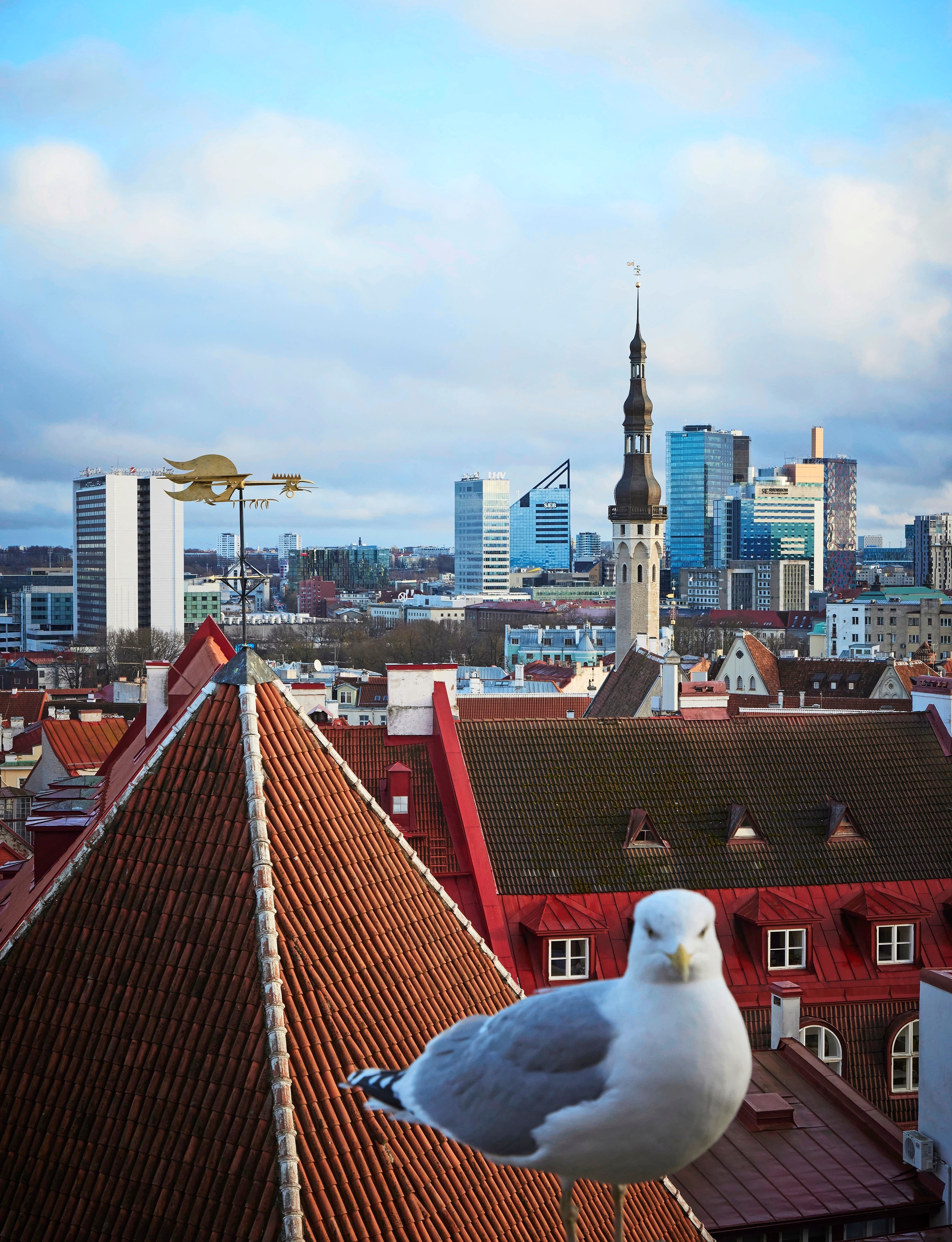 Harmaalokin takaa Toompealta avautuu Tallinnan kaupunkikuvan kerroksellisuus.