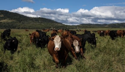 Cattle Trail Tile