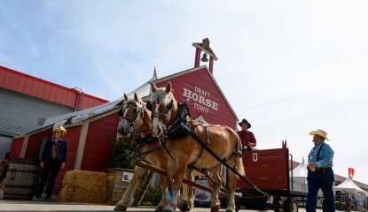 Draft Horse Town 