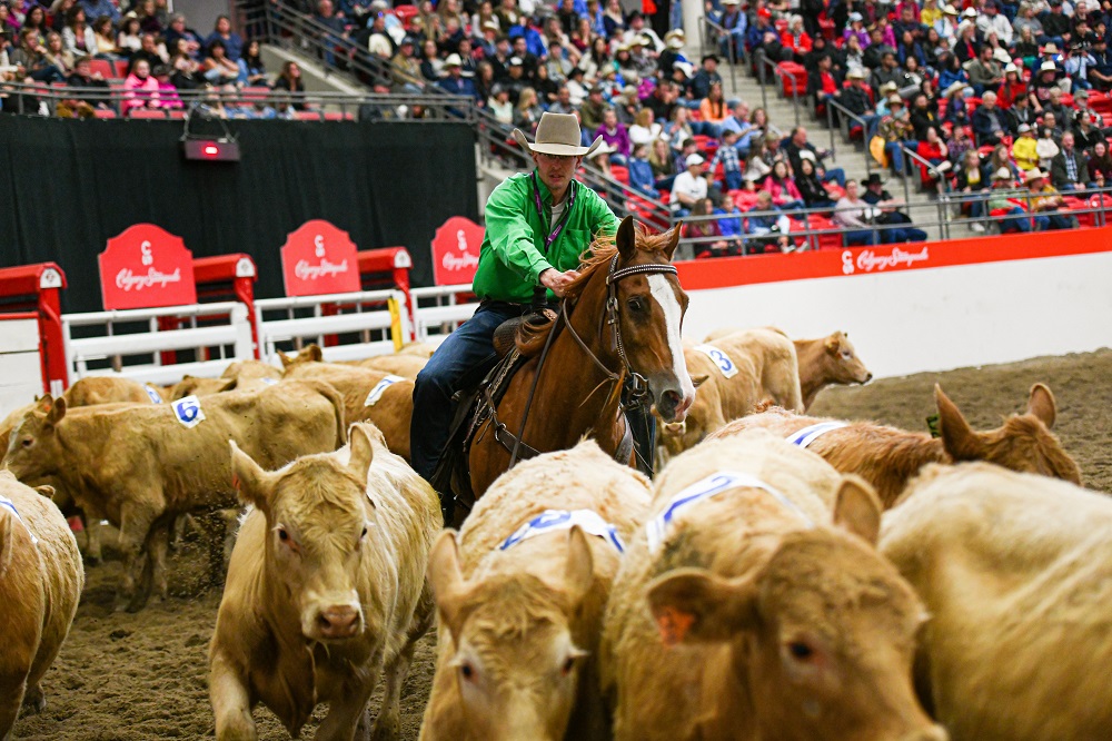 Team Penning Tile