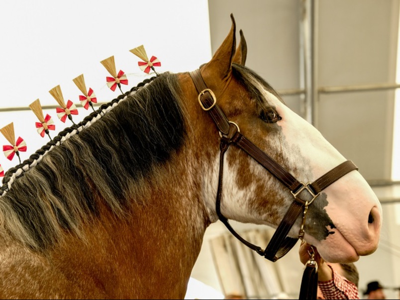 Horse Show Tile 2