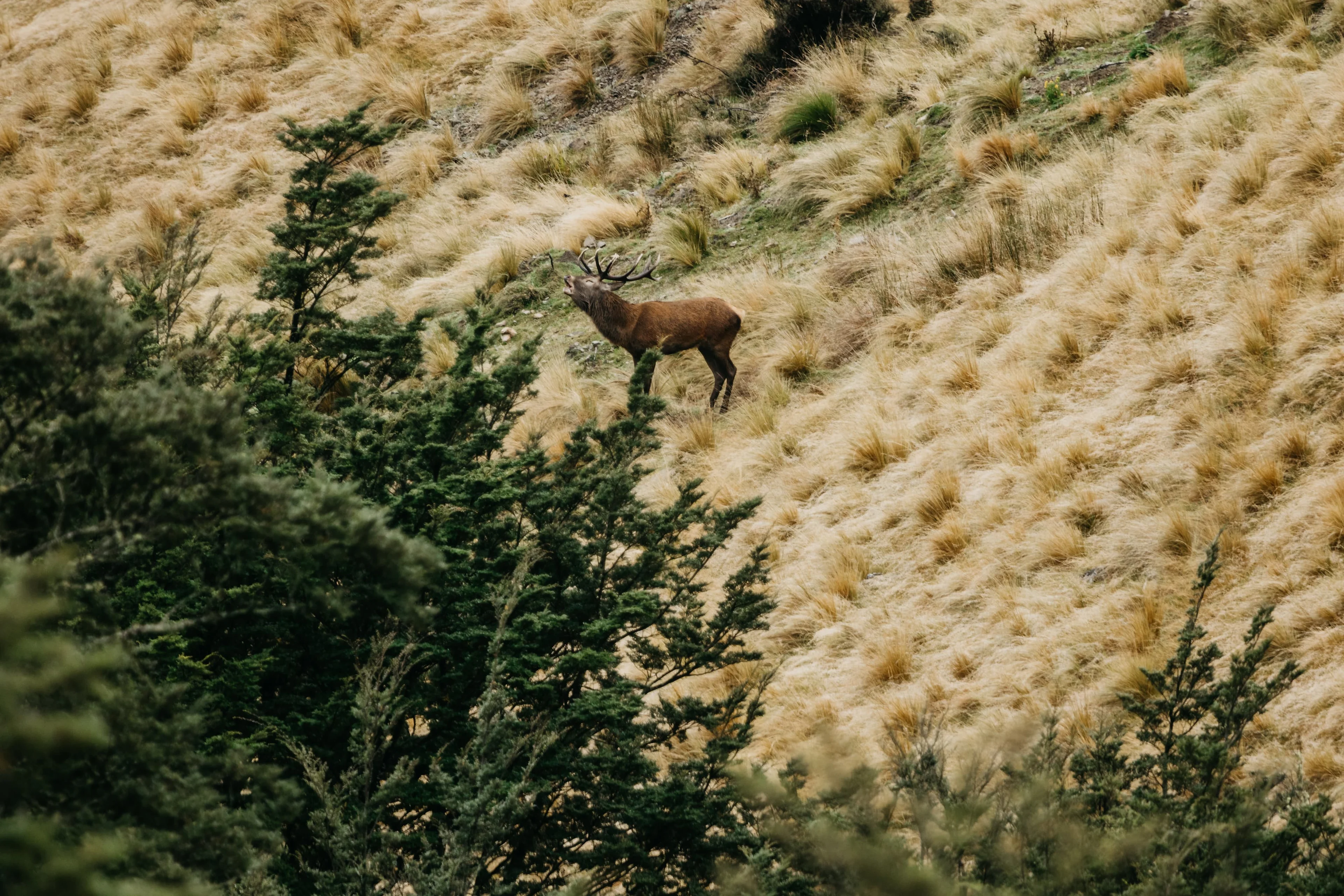 A Guide to Hunting Stags in New Zealand